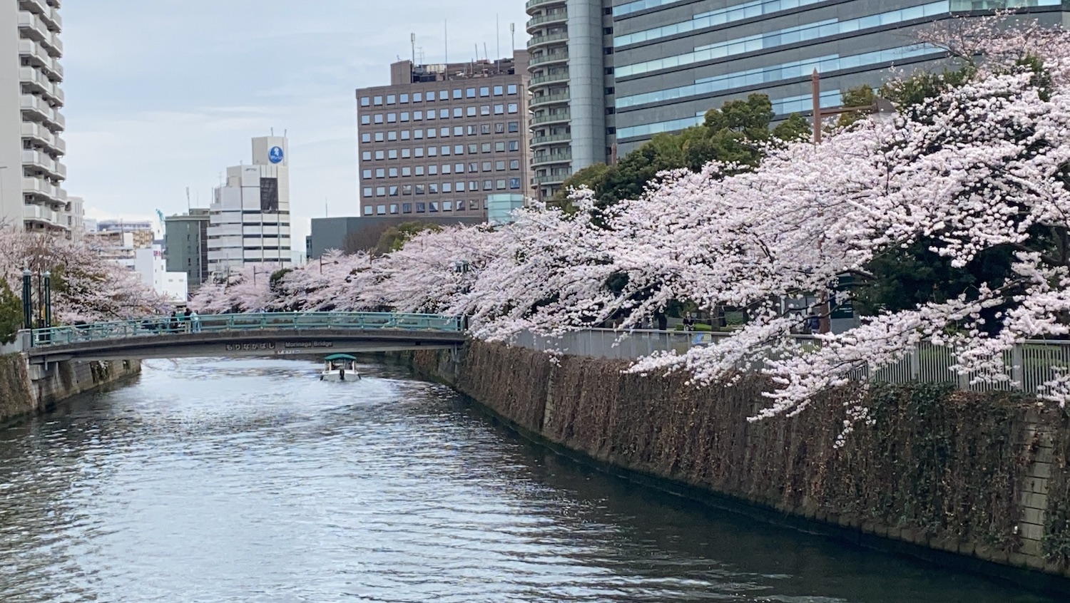 Tokyo Cherry Blossom Festival Image TOP